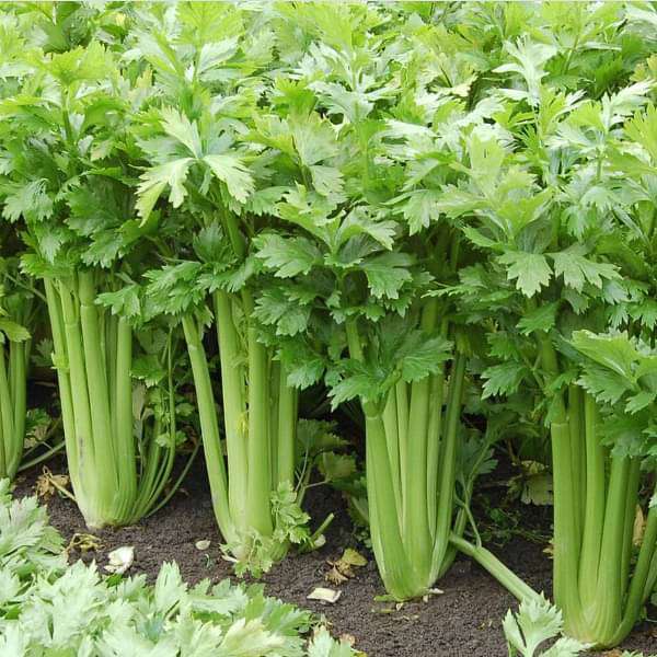 Celery Imported Tall Utah Vegetable Seeds